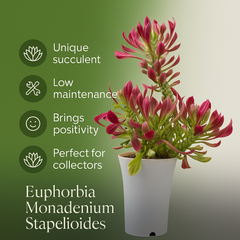 Euphorbia Monadenium stapelioides