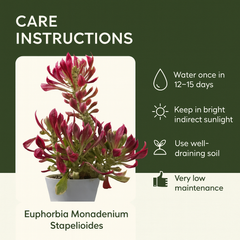 Euphorbia Monadenium stapelioides