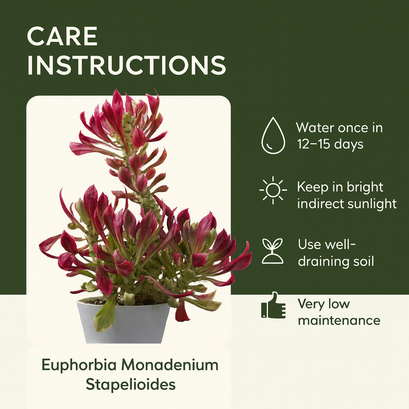 Euphorbia Monadenium stapelioides