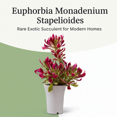 Euphorbia Monadenium stapelioides