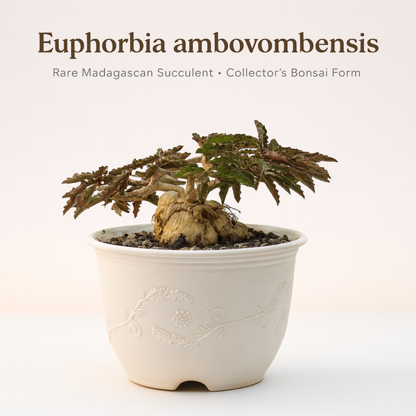 Euphorbia Ambovombensis Exotica