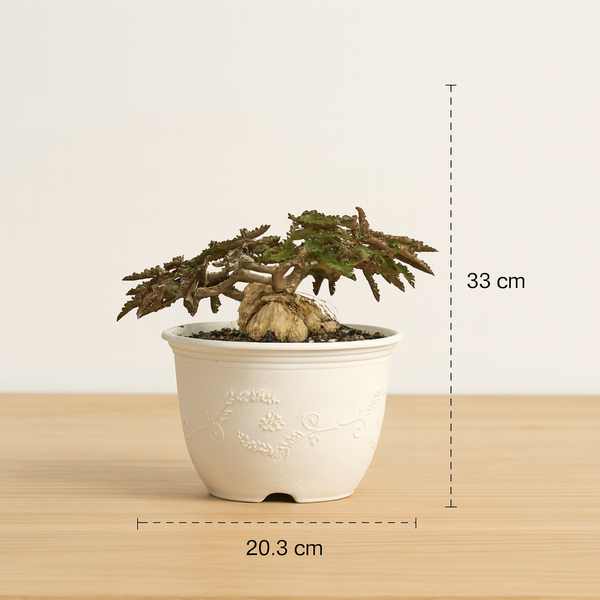 Euphorbia Ambovombensis Exotica