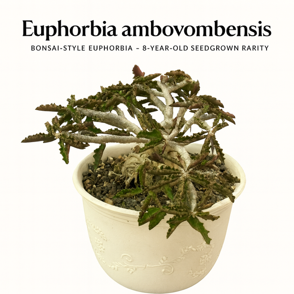 Euphorbia Ambovombensis Exotica