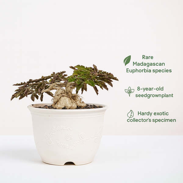 Euphorbia Ambovombensis Exotica