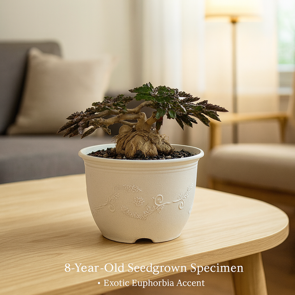 Euphorbia Ambovombensis Exotica