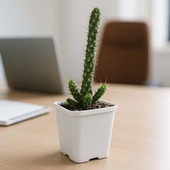 Euphorbia_ellenbeckii- succulents-cactus