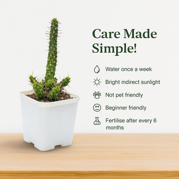 Euphorbia_ellenbeckii- succulents-cactus