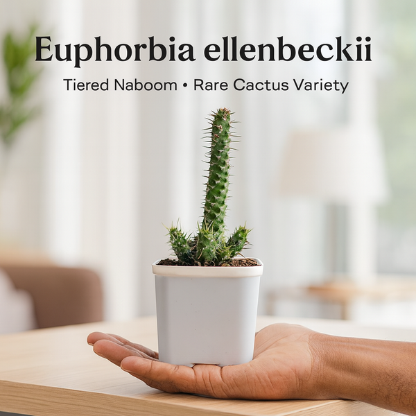Euphorbia_ellenbeckii- succulents-cactus