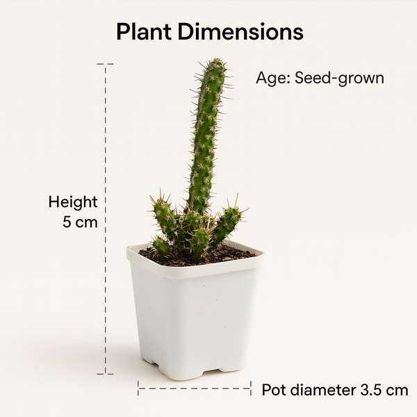 Euphorbia_ellenbeckii- succulents-cactus