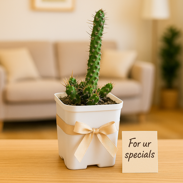 Euphorbia_ellenbeckii- succulents-cactus