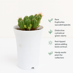 Euphorbia enopla