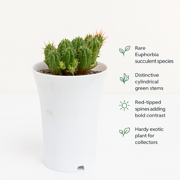 Euphorbia enopla