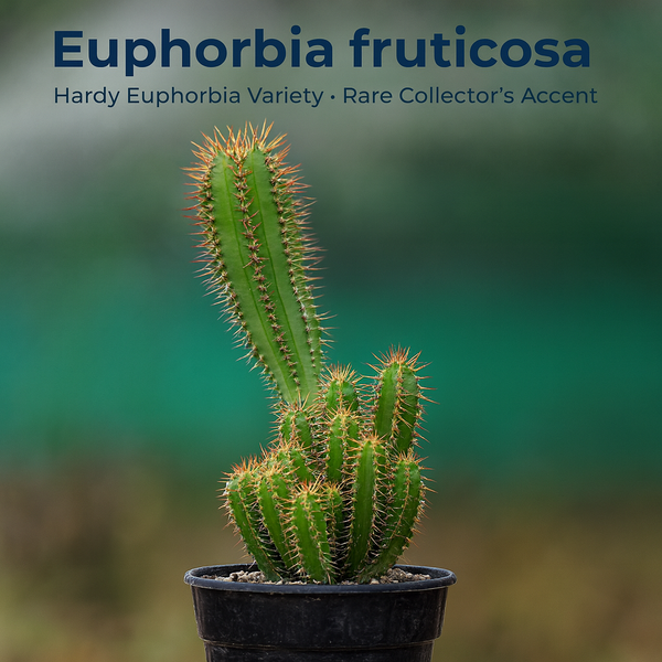 Euphorbia fruticosa