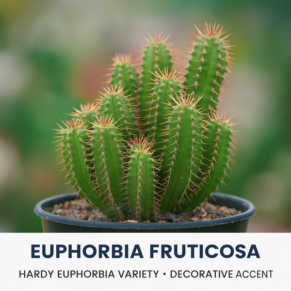 Euphorbia fruticosa