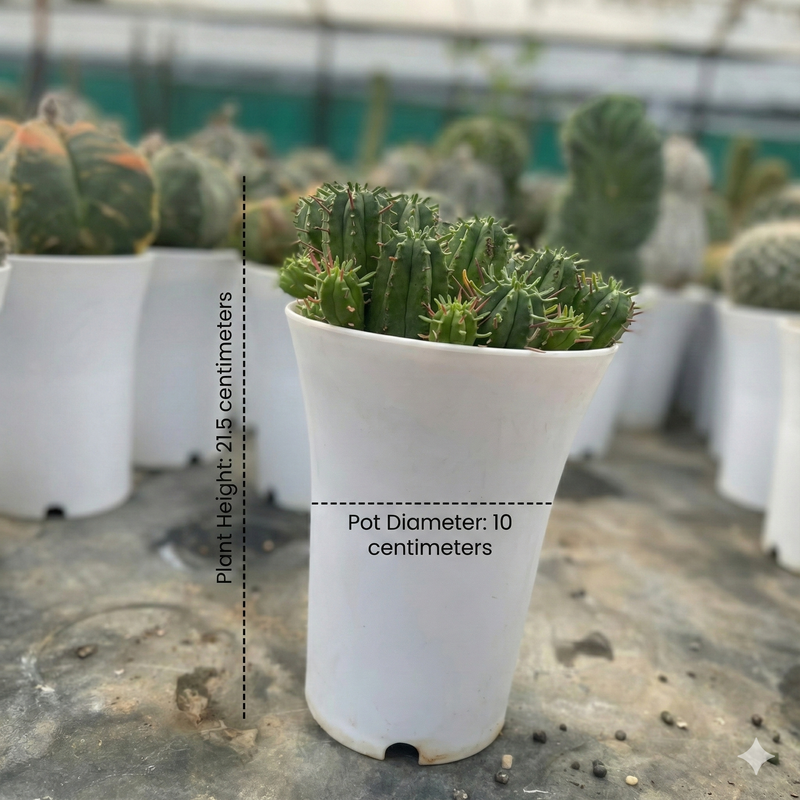 Euphorbia inconstancia