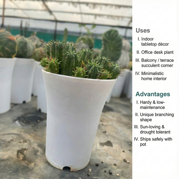 Euphorbia inconstancia