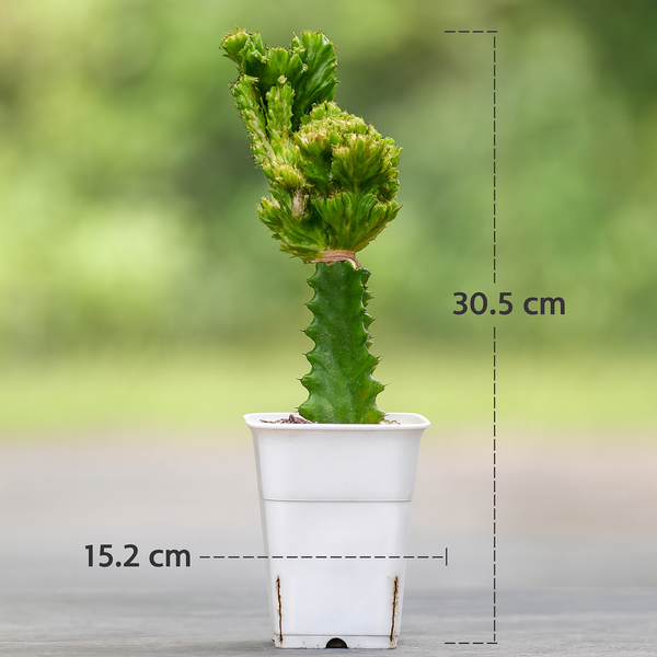 Euphorbia lactea green been cristata variegated