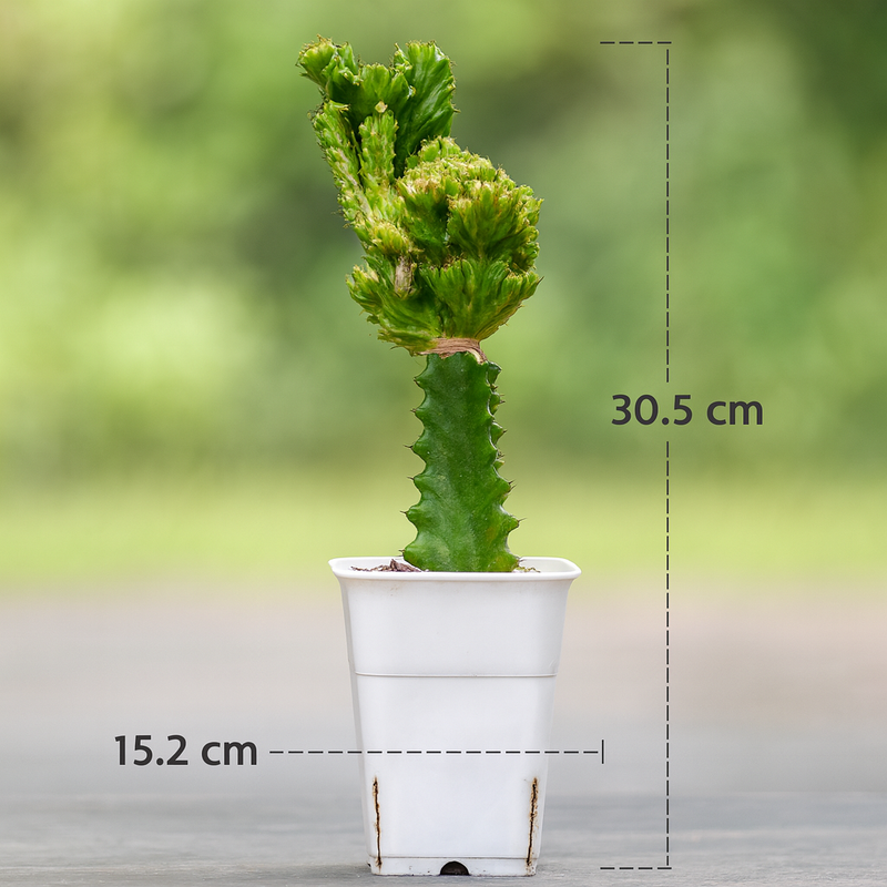 Euphorbia lactea green been cristata variegated