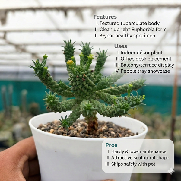 Euphorbia tuberculatoides