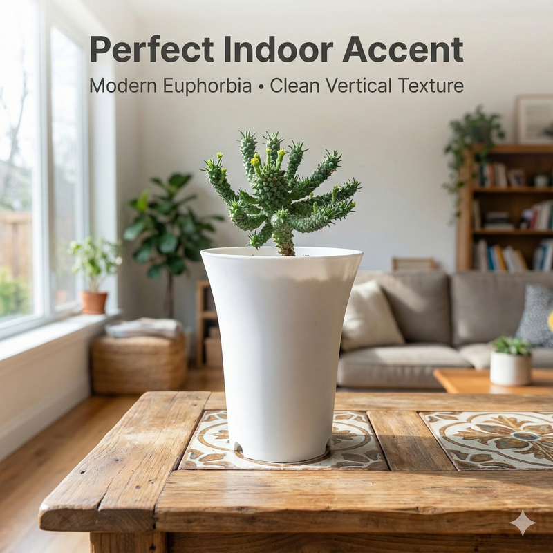 Euphorbia tuberculatoides