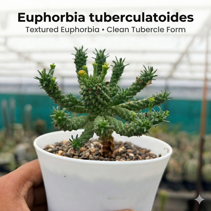 Euphorbia tuberculatoides