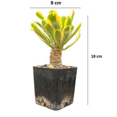 Euphorbia unispina variegated