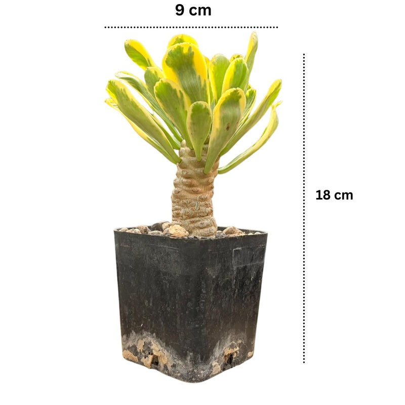 Euphorbia unispina variegated