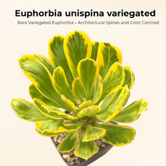 Euphorbia unispina variegated