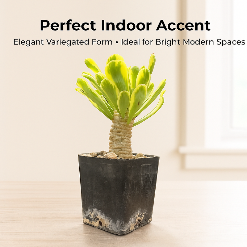 Euphorbia unispina variegated