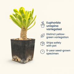 Euphorbia unispina variegated