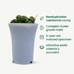 Euphorbia meloformis clump