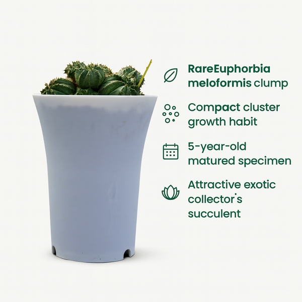 Euphorbia meloformis clump