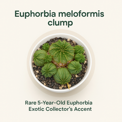 Euphorbia meloformis clump