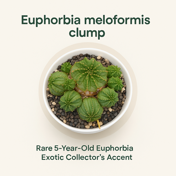 Euphorbia meloformis clump
