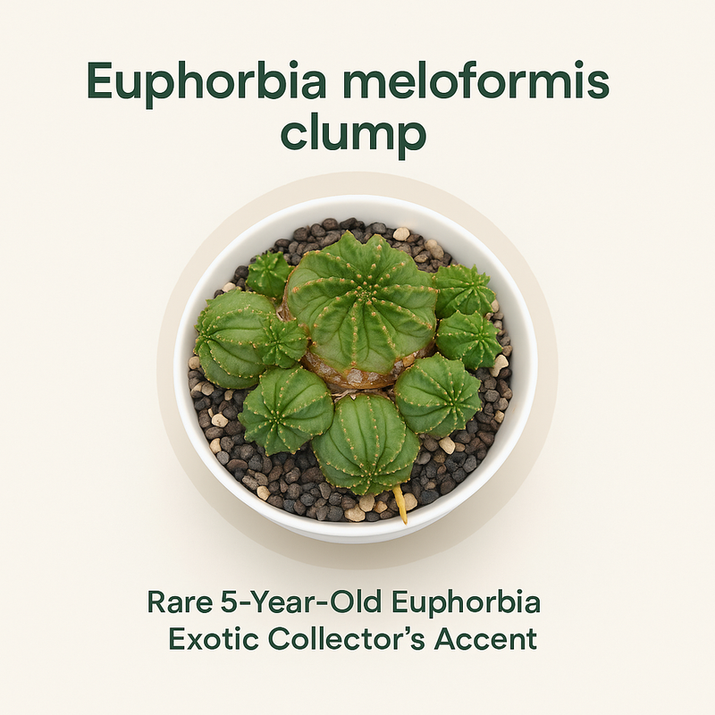 Euphorbia meloformis clump