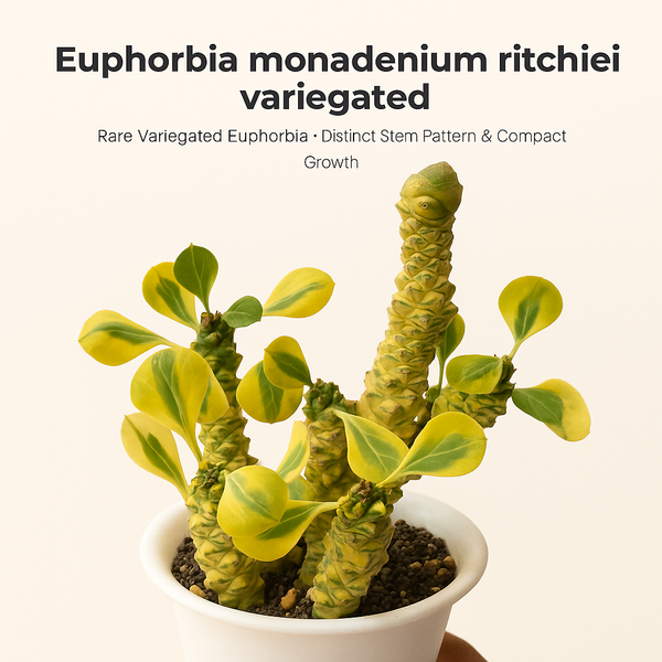 Euphorbia monadenium ritchiei variegated