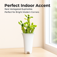 Euphorbia monadenium ritchiei variegated