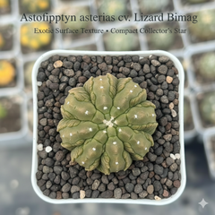 Astrophytum asterias Lizard Bimag