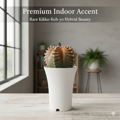 Astrophytum myriostigma cv. Kikko nudum Koh-yo Variegata