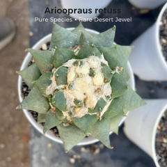 Ariocarpus reduces ( pure sp )