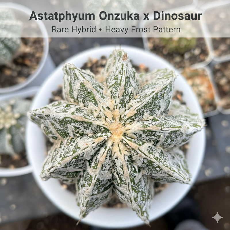 Astrophytum myriostigma cv. Onzuka x Dinosaur