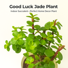 Good Luck Jade Plant