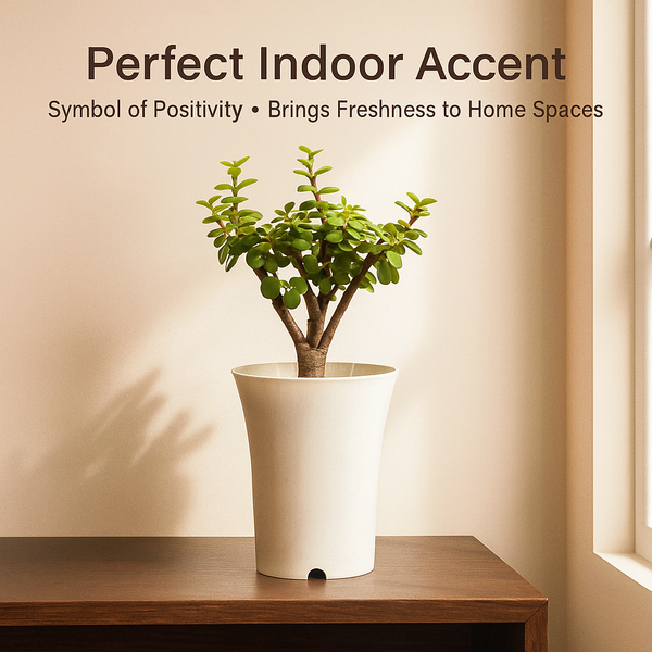 Good Luck Jade Plant