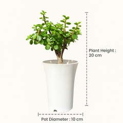 Good Luck Jade Plant