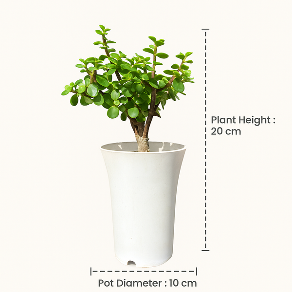 Good Luck Jade Plant