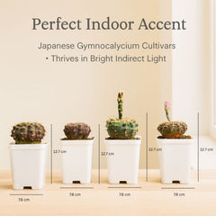 Gymnocalycium Japanese Cultivar – Different Varieties Combo