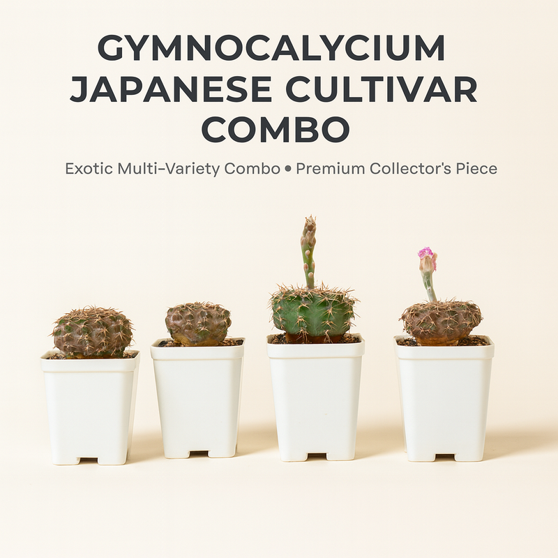 Gymnocalycium Japanese Cultivar – Different Varieties Combo