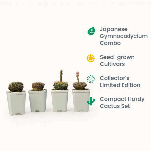 Gymnocalycium Japanese Cultivar – Different Varieties Combo