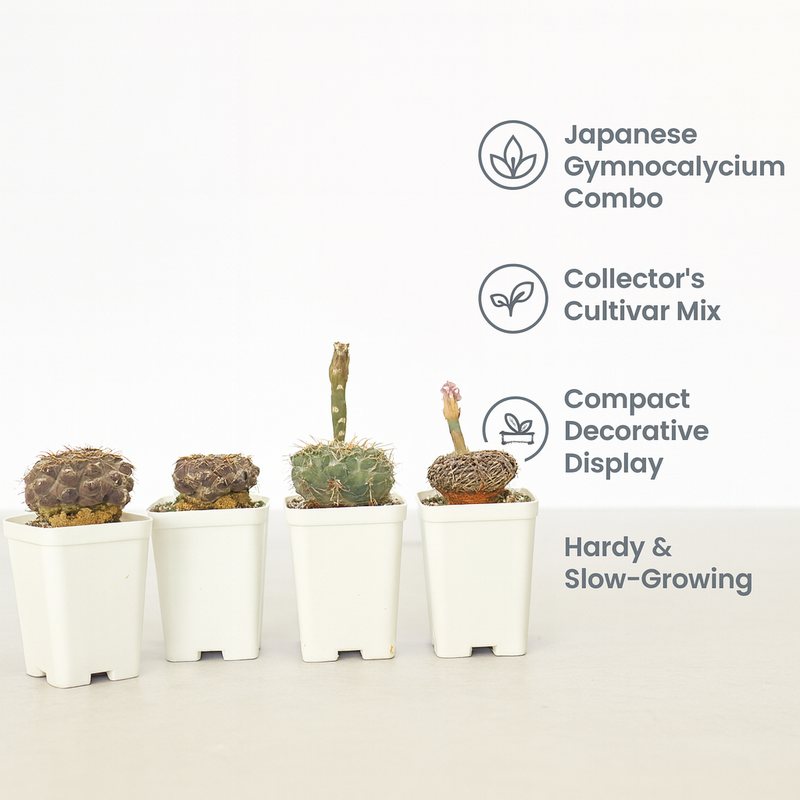 Gymnocalycium Japanese Cultivar – Different Varieties Combo