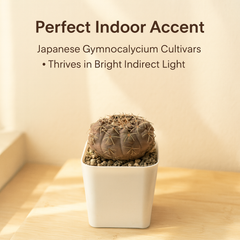 Gymnocalycium Japanese Cultivar – Different Varieties Combo